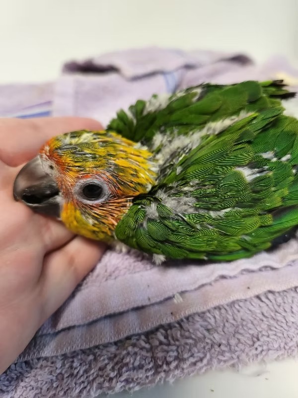 Sun conure