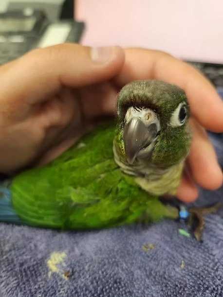 Standard - Green Cheek Conure