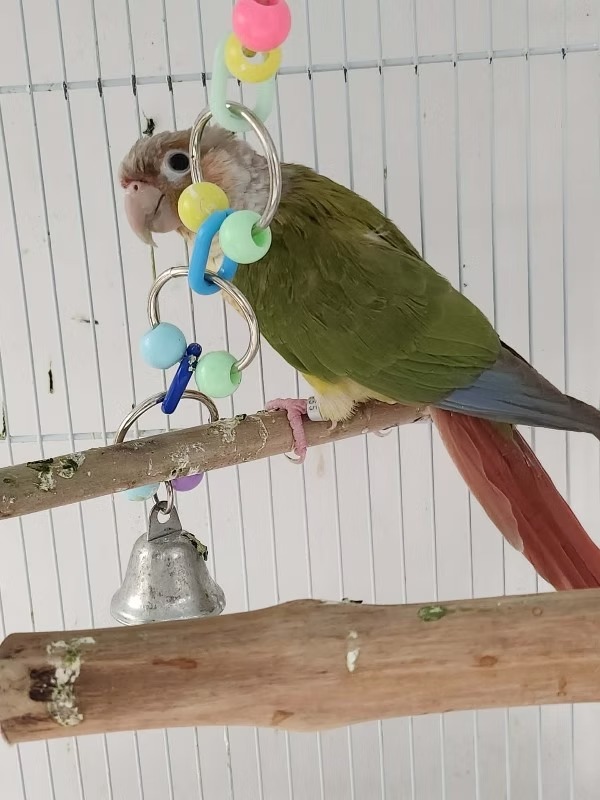 Pineapple - Green Cheek Conure