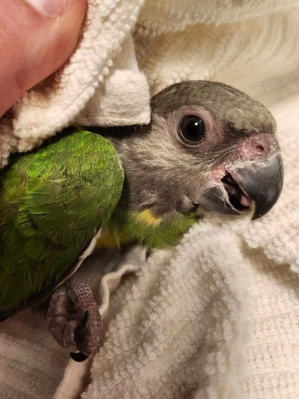 Senegal Parrot