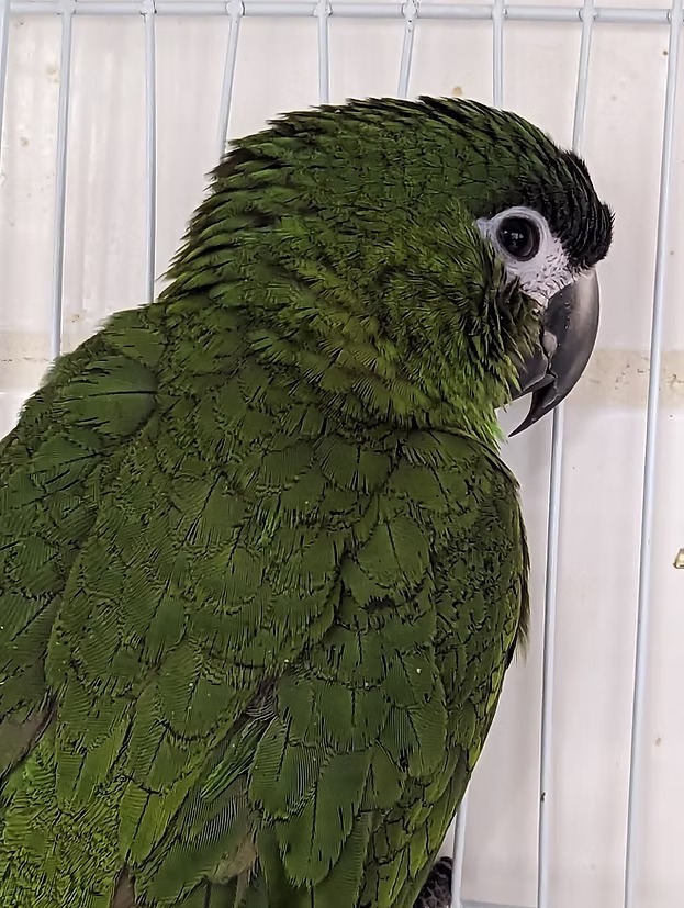 Hahns Macaw