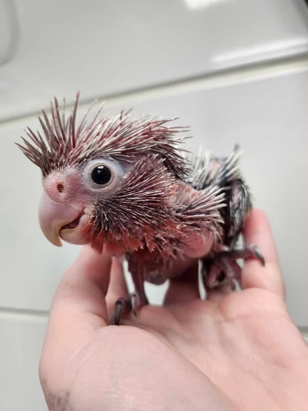 Rose Breasted Cockatoo