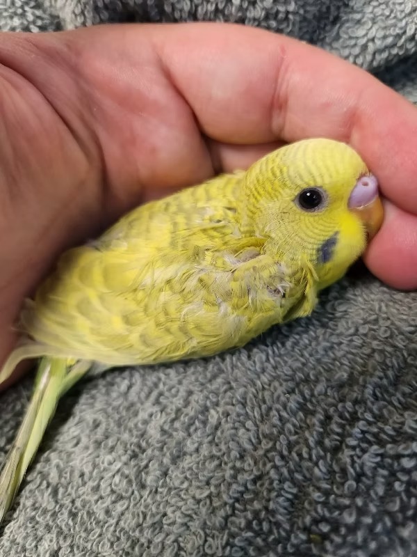 American Budgies