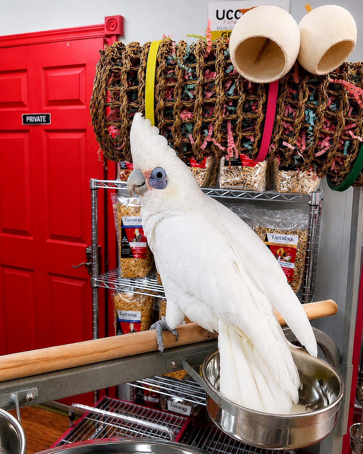 Bare-Eyed Cockatoo