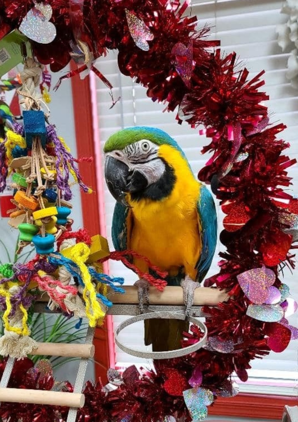 Blue and Gold Macaw